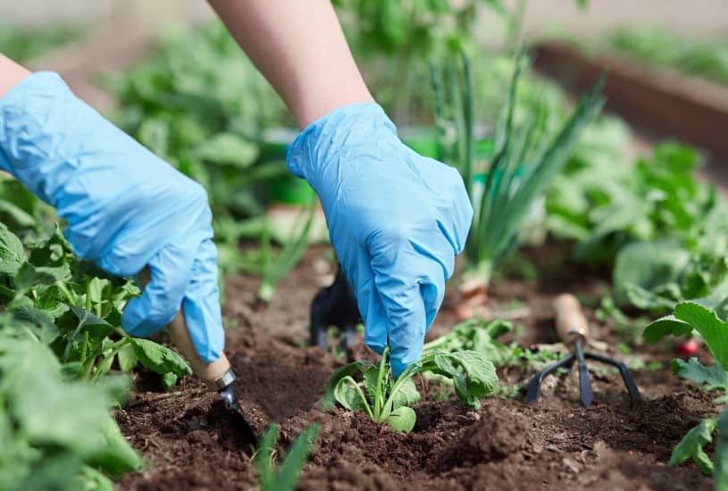 Ao fazer sua horta em casa, pense nas hortaliças que mais precisa.