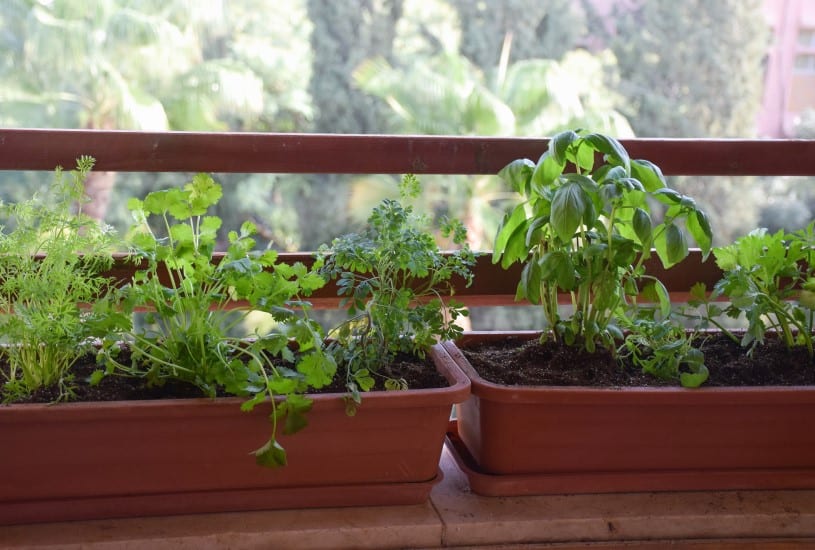 horta em casa: a planta ideal